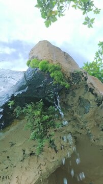 Water flows down mossy rock surrounded by green leaves