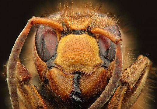 Preserved hornet head