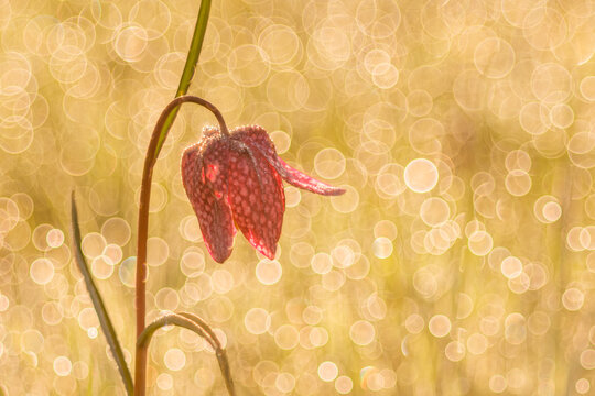 Schachbrettblume
