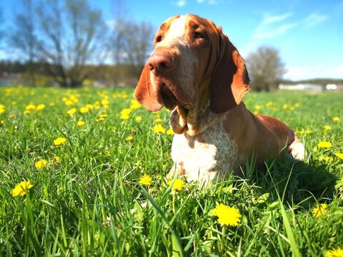 Bracco Italiano sitting among blooming dandelions