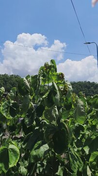 Green leaves sway gently under bright blue sky with fluffy white clouds.