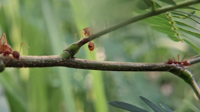 a flock of red ants walking on a twig