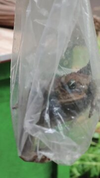 Hand holds plastic bag with soil and plant debris outdoors