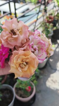 Hand holds bouquet of pink and yellow roses with petals slightly fading