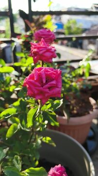 Vibrant pink roses bloom beautifully in sunny garden setting with green leaves surrounding them.