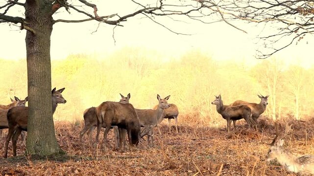 Herd of deer standing in a field with trees in the background during autumn