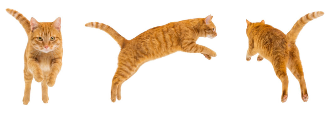Orange tabby cat jumping in three poses isolated on transparent background