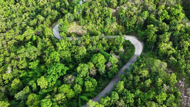 serpentine road in the forest