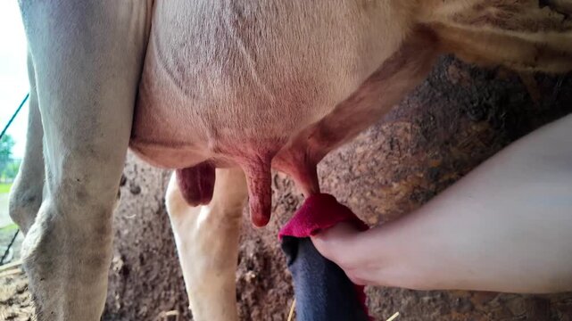 Close-up footage of cow udder cleaning using a microfiber cloth on a dairy farm. A hand wipes the udder surface to remove dirt and prepare the animal for milking. The shot focuses on hygiene