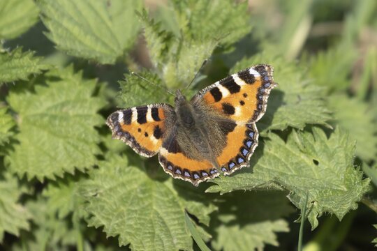 Small tortoiseshell butterfly (Aglais urticae) adult insect on a Stinging nettle (Urtica dioica) plant leaf in spring, Herefordshire, England, United Kingdom
