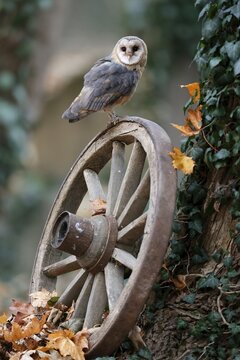 Common barn owl (Tyto alba), on an old wagon wheel, Czech Republic