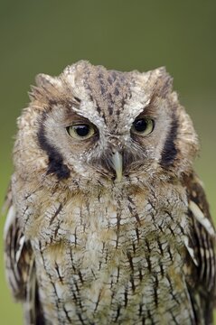 Tropical screech owl or Choliba screech owl (Megascops choliba, Otus choliba), portrait, captive, occurring in South and Central America