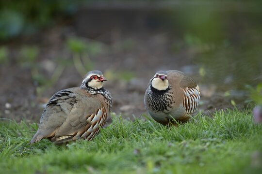 Red legged or French partridge (Alectoris rufa) two adult birds on an urban garden lawn, England, United Kingdom