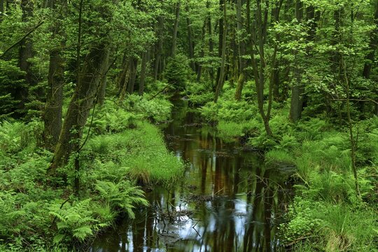 Auwald and Erlenbruch at the river &Ouml;rtze, river in the L&uuml;neburg Heath, Fa&szlig;berg, Lower Saxony, Germany