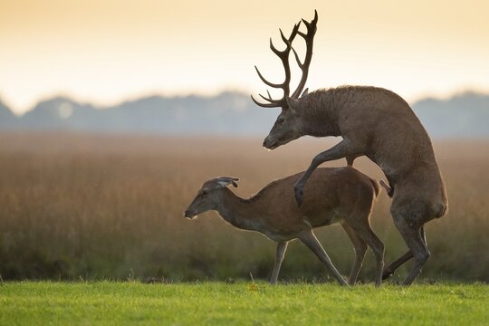 Red deer (Cervus elaphus) mating, Hoenderloo, Gelderland, Netherlands