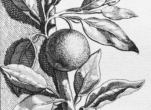 Orange, detail title page, copper engraving or copper etching by Johann Christoph Volkamer or Volckamer, from N&uuml;rnbergische Hesperides oder gr&uuml;ndliche Beschreibung der Edlen Citronat, Citronen, und Pomerantzen-Fr&uuml;chte, Nuremberg 1708, 1714