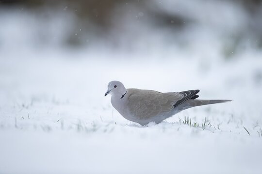 Collard dove (Streptopelia decaocto) adult bird on a snow covered garden lawn in winter, England, United Kingdom
