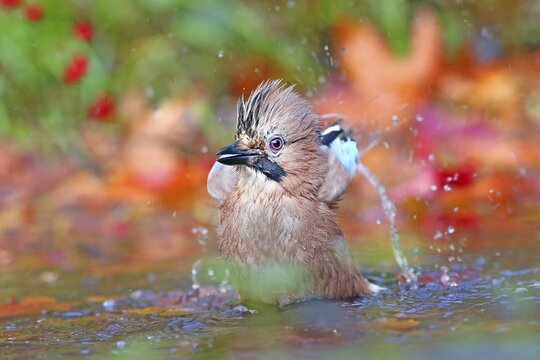 Eurasian jay (Garrulus glandarius) bathes in shallow water with autumn leaves, Solms, Hesse, Germany
