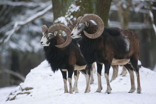 European mouflon (Ovis ammon musimon), two rams standing in snow, captive, Saxony, Germany