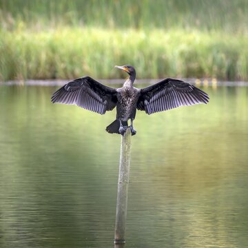 Great cormorant (Phalacrocorax carbo), sitting on a wooden pole and spreading its wings to dry, Burgenland, Austria