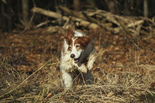 Hunting dog Irish Setter rummages during hunting, Allg&auml;u, Bavaria, Germany, Allg&auml;u, Bavaria, Germany