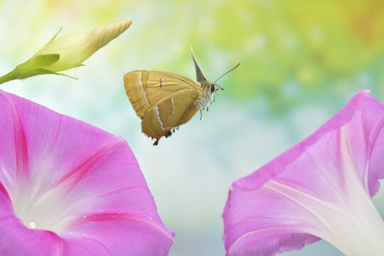 Brown hairstreak (Thecla betulae) in flight over the flowers of a showy bindweed (Ipomoea)