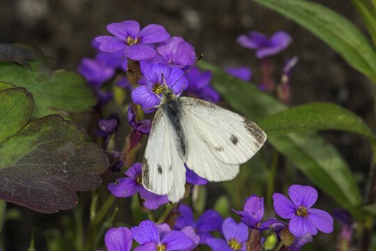 A Small white (Pieris rapae) sitting on flowers of Blue Caucasus (Aubrietta), Baden-W&uuml;rttemberg, Germany