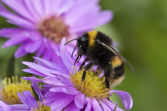 Garden bumblebee (Bombus hortorum) adult bee insect feeding on purple garden Aster plant flowers in summer, England, United Kingdom