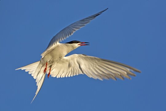 Common tern (Sterna hirundo) in flight, Texel, Netherlands