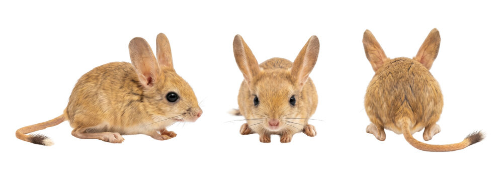 Lying long-eared jerboa from three angles isolated on transparent background.