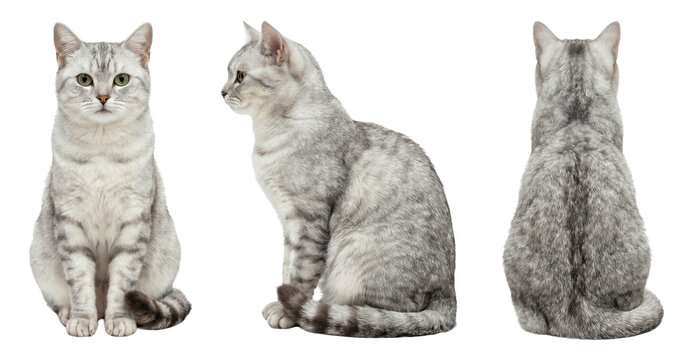 Sitting silver tabby cat from three angles isolated on transparent background.