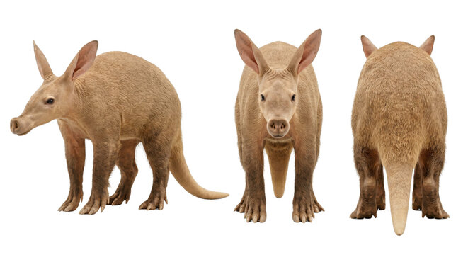 Three views of standing aardvark isolated on transparent background.