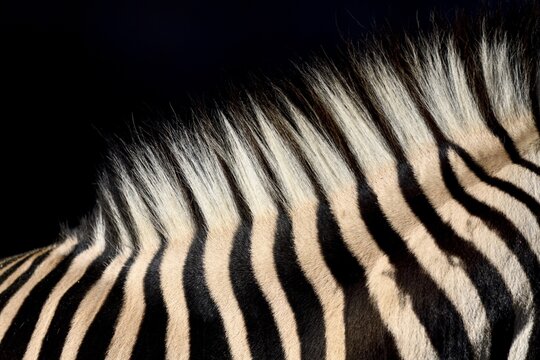 Detail, mane of a plains zebra (Equus quagga), captive, Munich, Bavaria, Germany