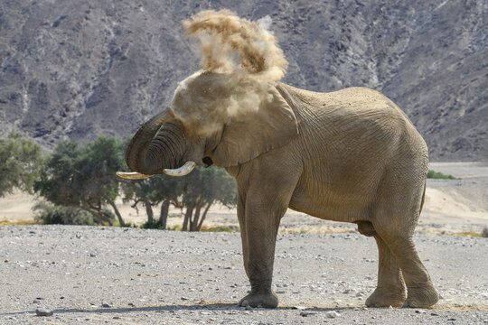 Desert elephant (Loxodonta africana) taking a sand bath in the Hoanib dry river, Kaokoveld, Kunene region, Namibia