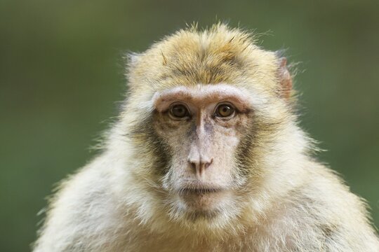 Barbary Macaque (Macaca sylvanus), adult, captive