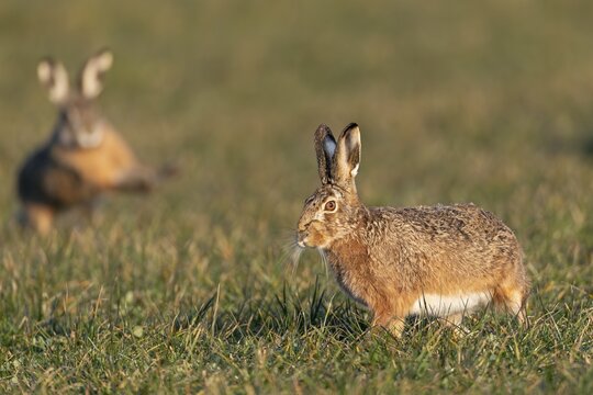 The breather for the fieldfare (Lepus europaeus) is only short-lived, as a buck approaches again, mating season, morning light, gathering time, spring, Germany