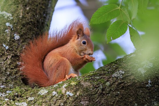 Squirrel in branches with nuts, caught close and calmly, squirrel (Sciurus vulgaris), wildlife, Germany