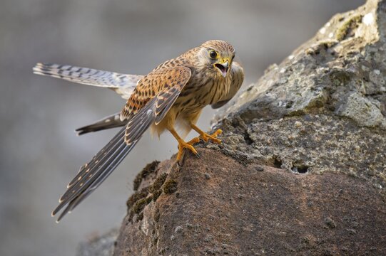 Kestrel (Falco tinnunculus), Gerolstein, Rhineland-Palatinate, Germany