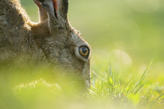 European hare (Lepus europaeus) portrait, wildlife, Lower Saxony, Germany