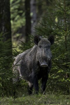 An impressive wild boar (Sus scrofa) suddenly appears between the spruces and leers directly in my direction, fattening year, acorn fattening, defensive, September, Denmark