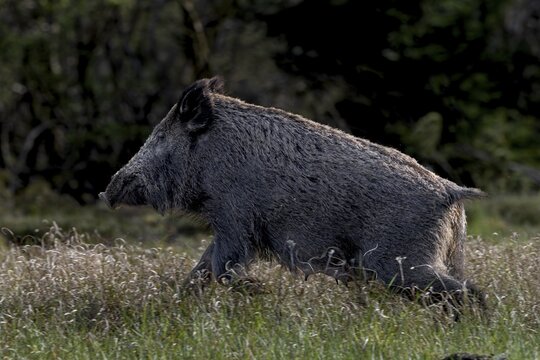 A wild boar (Sus scrofa) flees into the neighbouring forest after scenting me, escape, Denmark