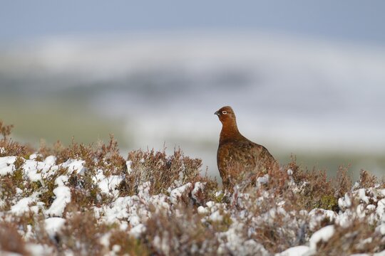 Red grouse (Lagopus lagopus scotica) adult game bird on a snow covered moorland in winter, Scotland, United Kingdom