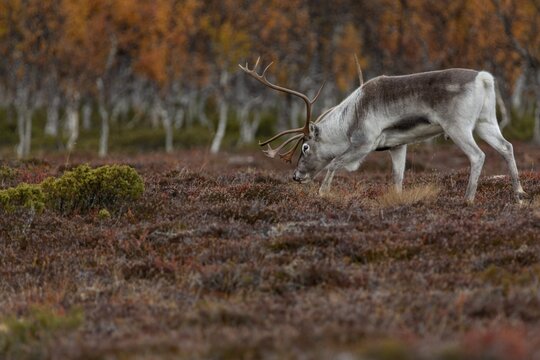 The scents contained in a female's urine seem to be of great interest to the reindeer bull (Rangifer tarandus), rutting season, mating season, autumn, Sweden