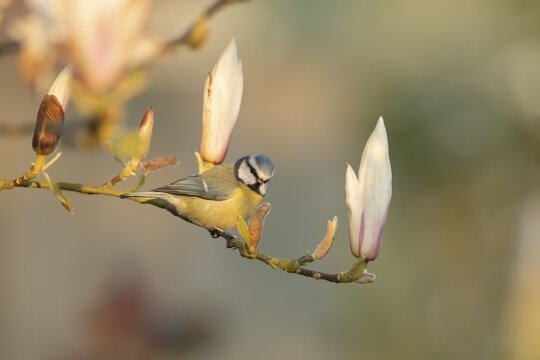 Blue tit (Cyanistes Caeruleus) adult bird on a garden Magnolia tree branch with spring blossom, England, United Kingdom