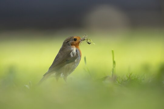European robin (Erithacus rubecula) adult bird collecting nesting material on a garden lawn, Suffolk, England, United Kingdom