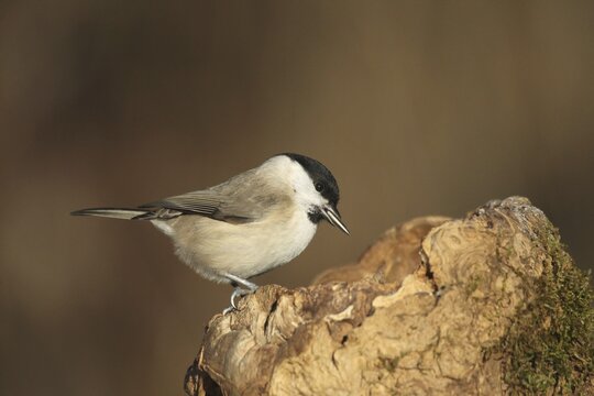 Marsh tit (Poecile palustris) or barn tit at winter feeding in the forest, Allg&auml;u, Bavaria, Germany, Allg&auml;u, Bavaria, Germany
