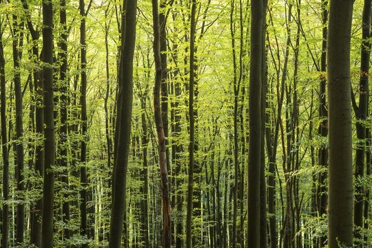 Forest with beech trees. Hollmuth, Neckargem&uuml;nd, Kleiner Odenwald, Baden-W&uuml;rttemberg, Germany