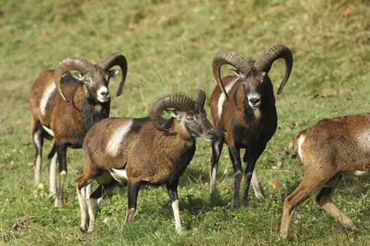 Mouflon (Ovis gmelini) rams, males moving across the meadow, Allg&auml;u, Bavaria, Germany
