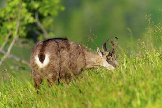 A chamois eating in high grass in a meadow, chamois, chamois, (Rupicapra rupicaprae), wildlife, Vosges, France