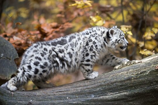 An attentive snow leopard on a tree trunk, immersed in the colours of autumn, snow leopard, (Uncia uncia), young